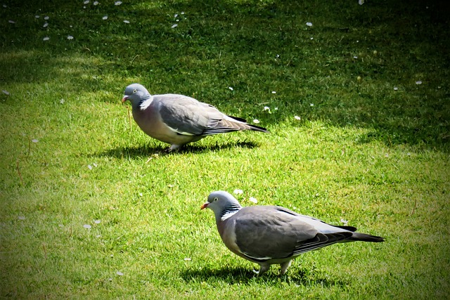 How To Keep Pigeons Away From Your Garden – 5 Simple Tips