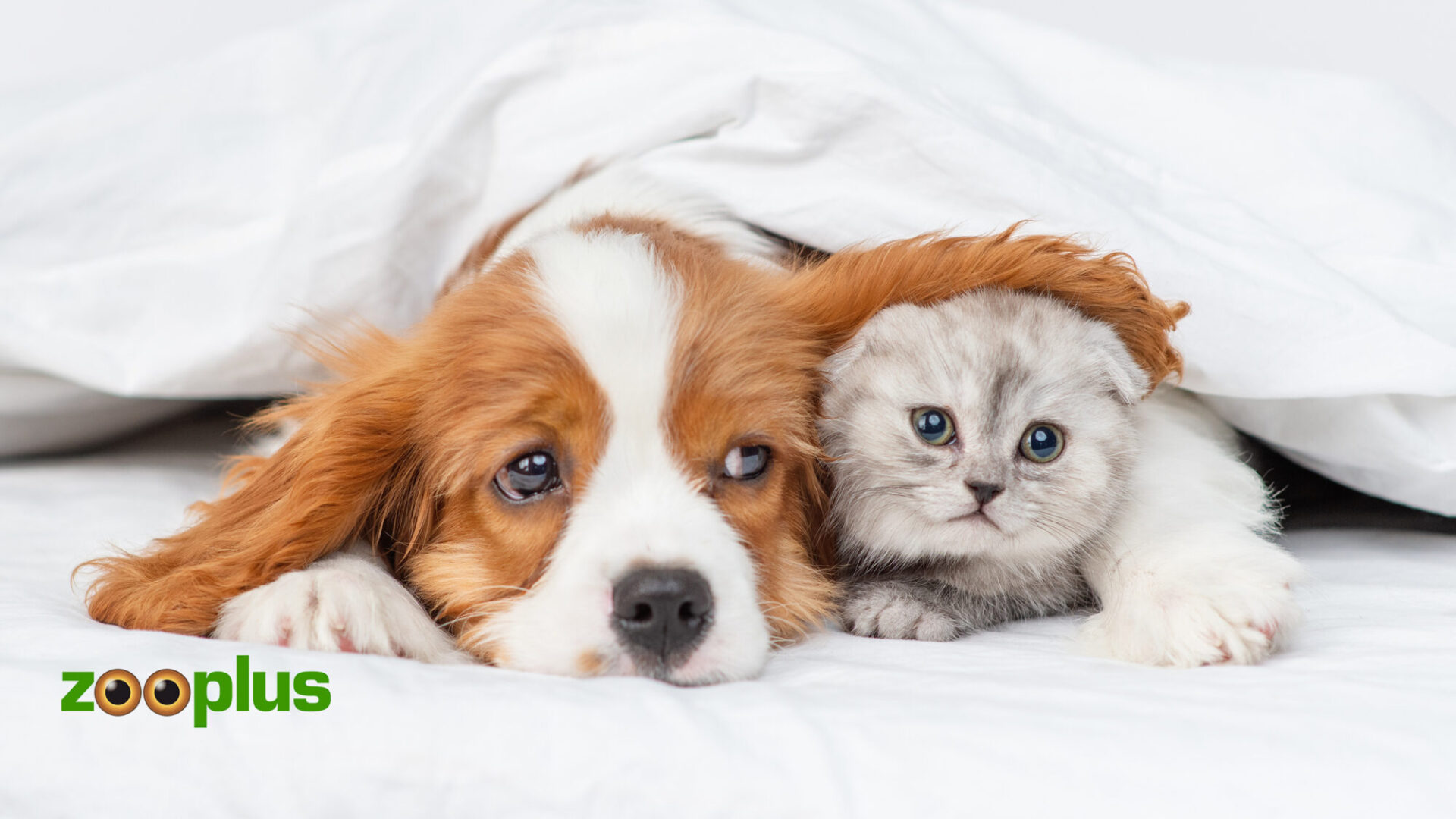 Keep Your Furry Friends Happy and Healthy with Premium Pet Food from Zooplus