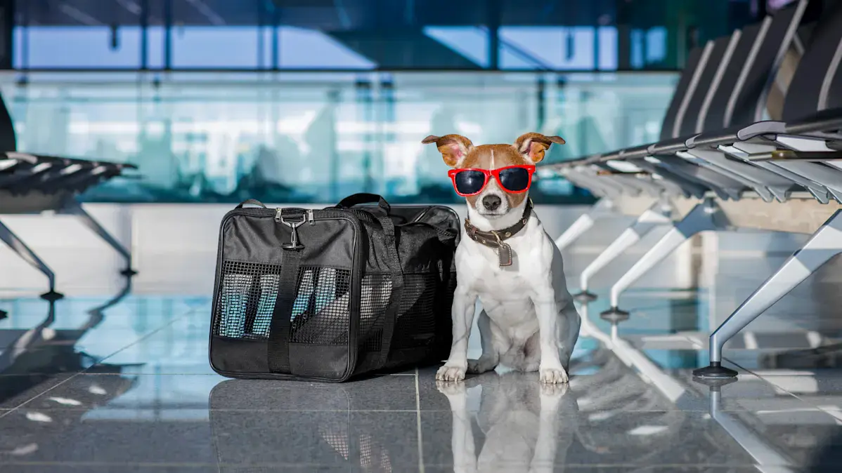 A Complete Guide to Traveling With Pets